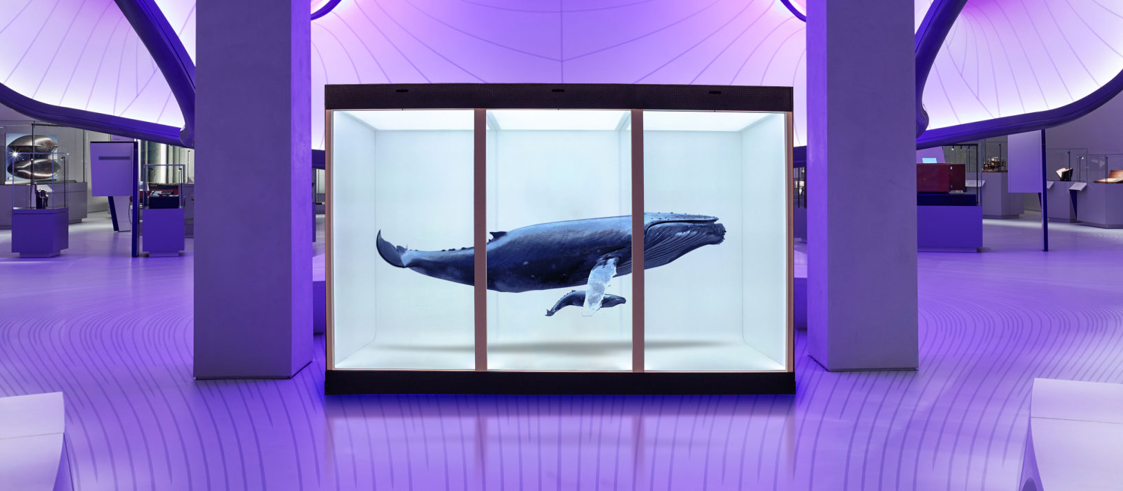 whale with holographic view